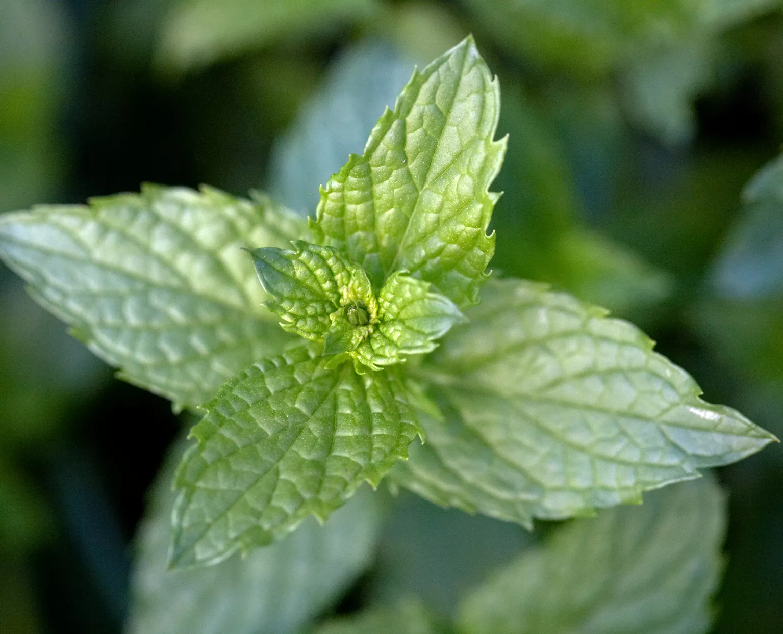 mint mentha spicata