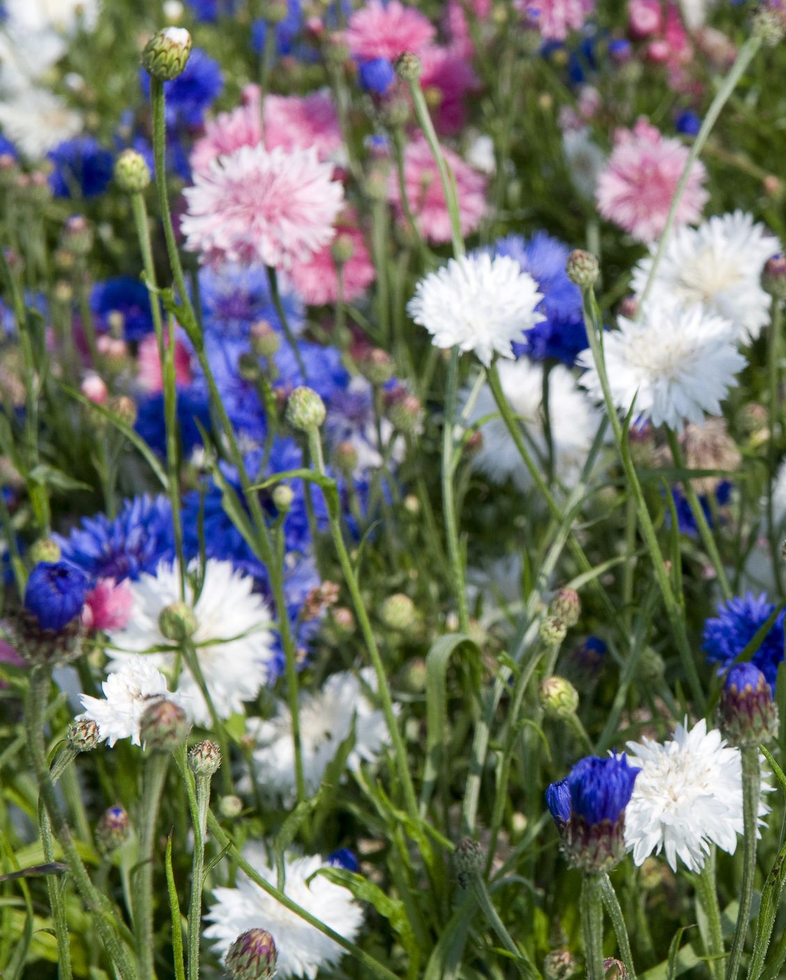 types of flowers cornflower