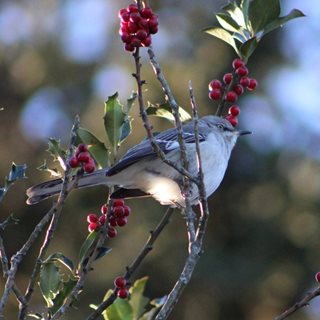 MOCKINGBIRD WITH BERRIES