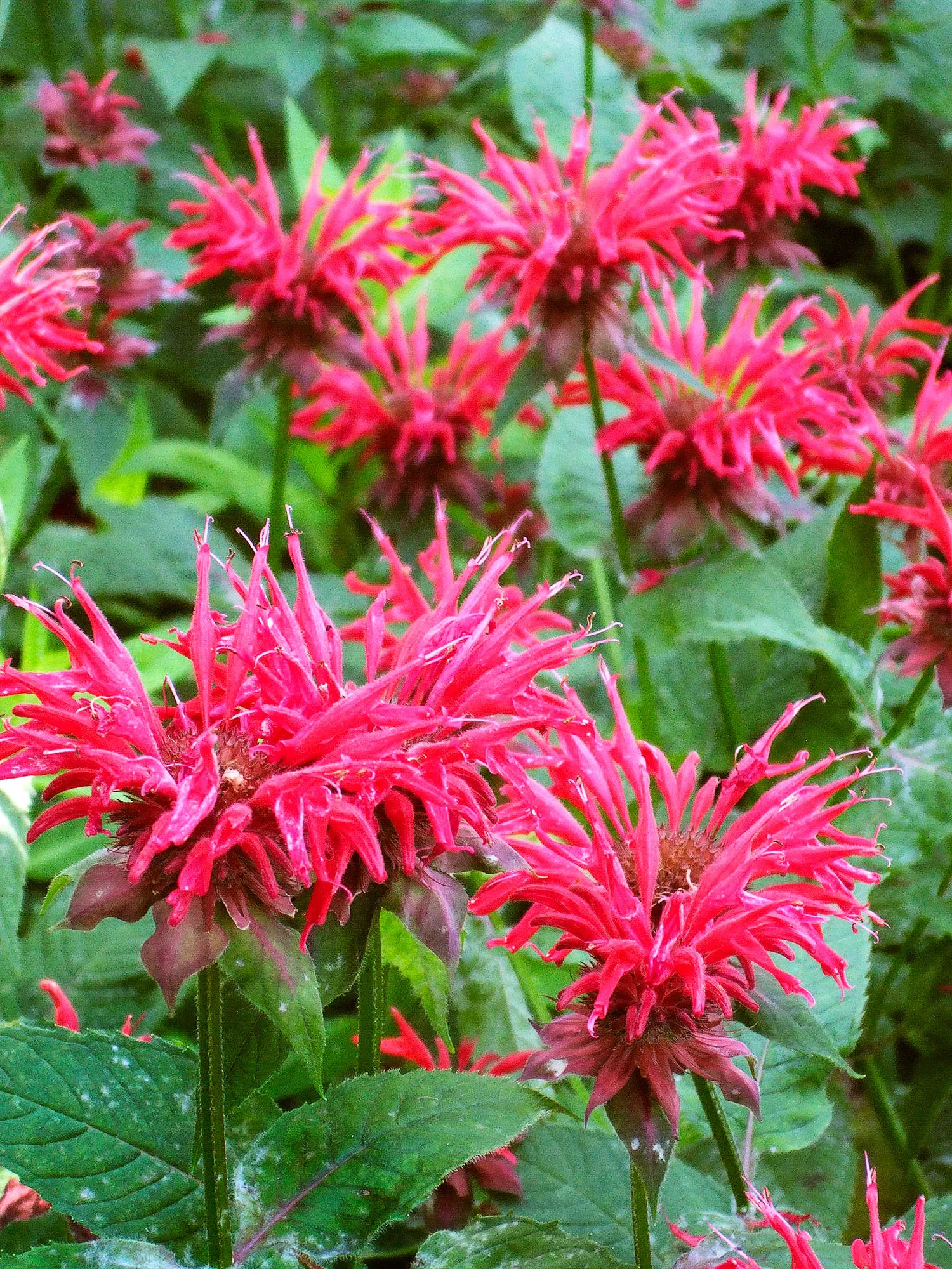 a group of monarda flowers in a garden