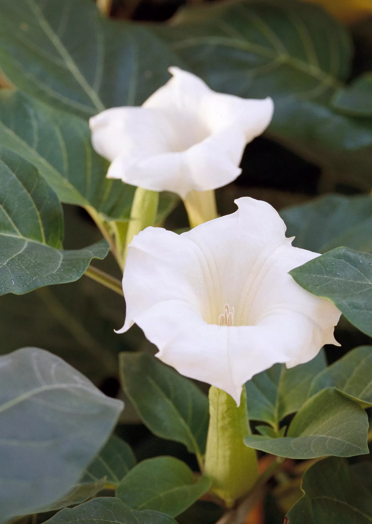 white moonflower blooms