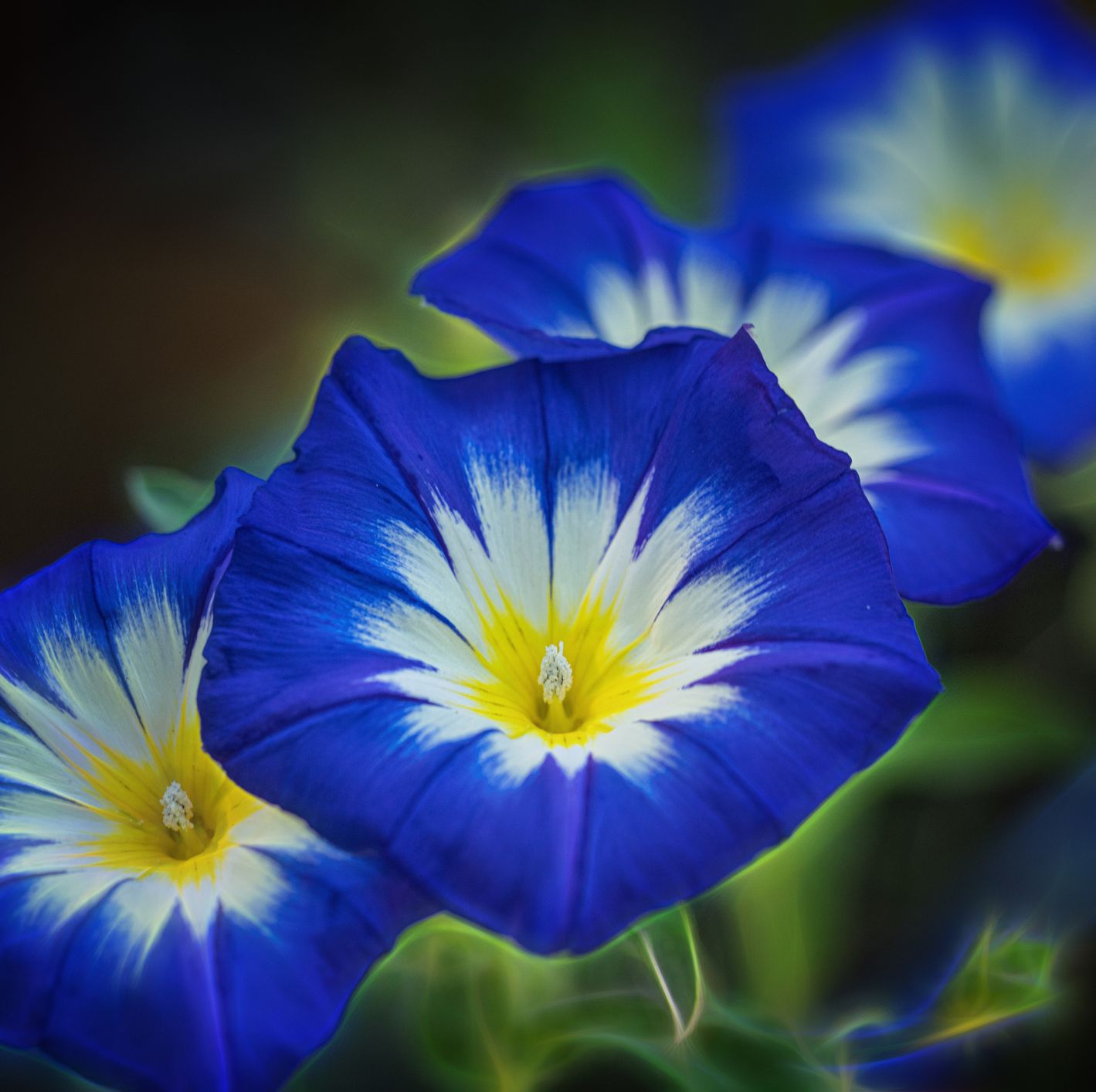 close up of morning glories flowers