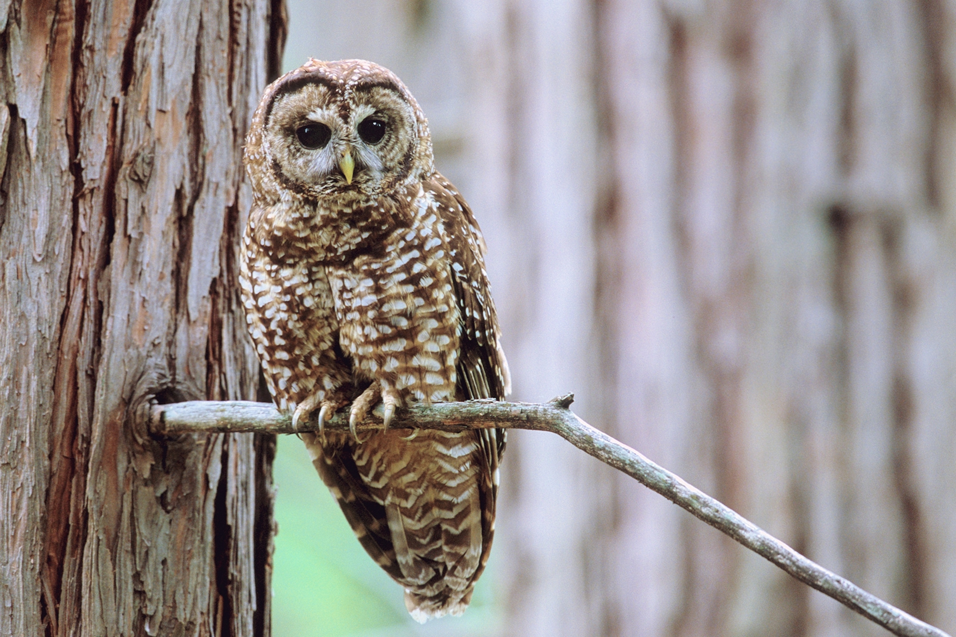 An owl perched on a branch