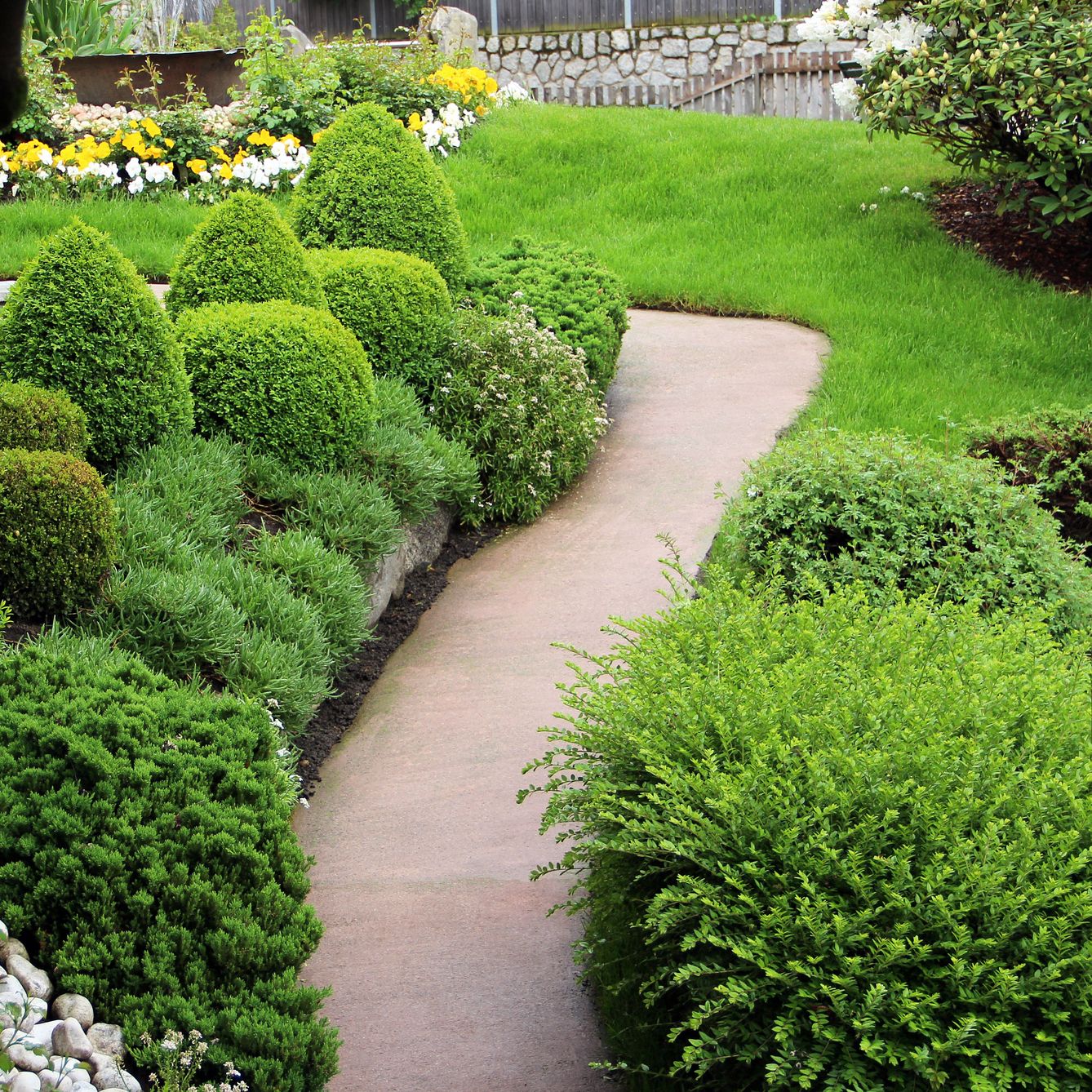 evergreen ornamental garden