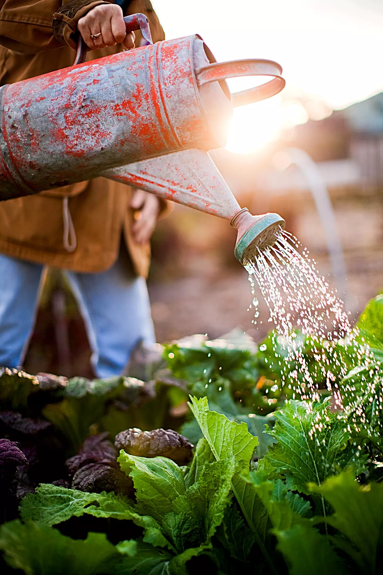 Person watering garden