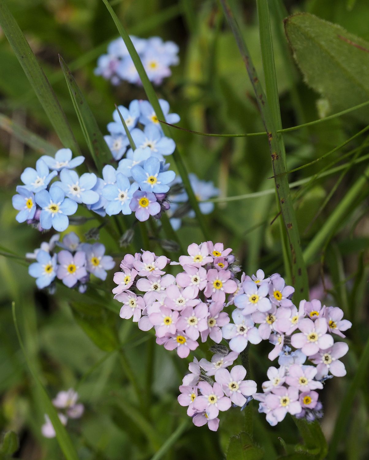 how to grow forget me nots alpestris