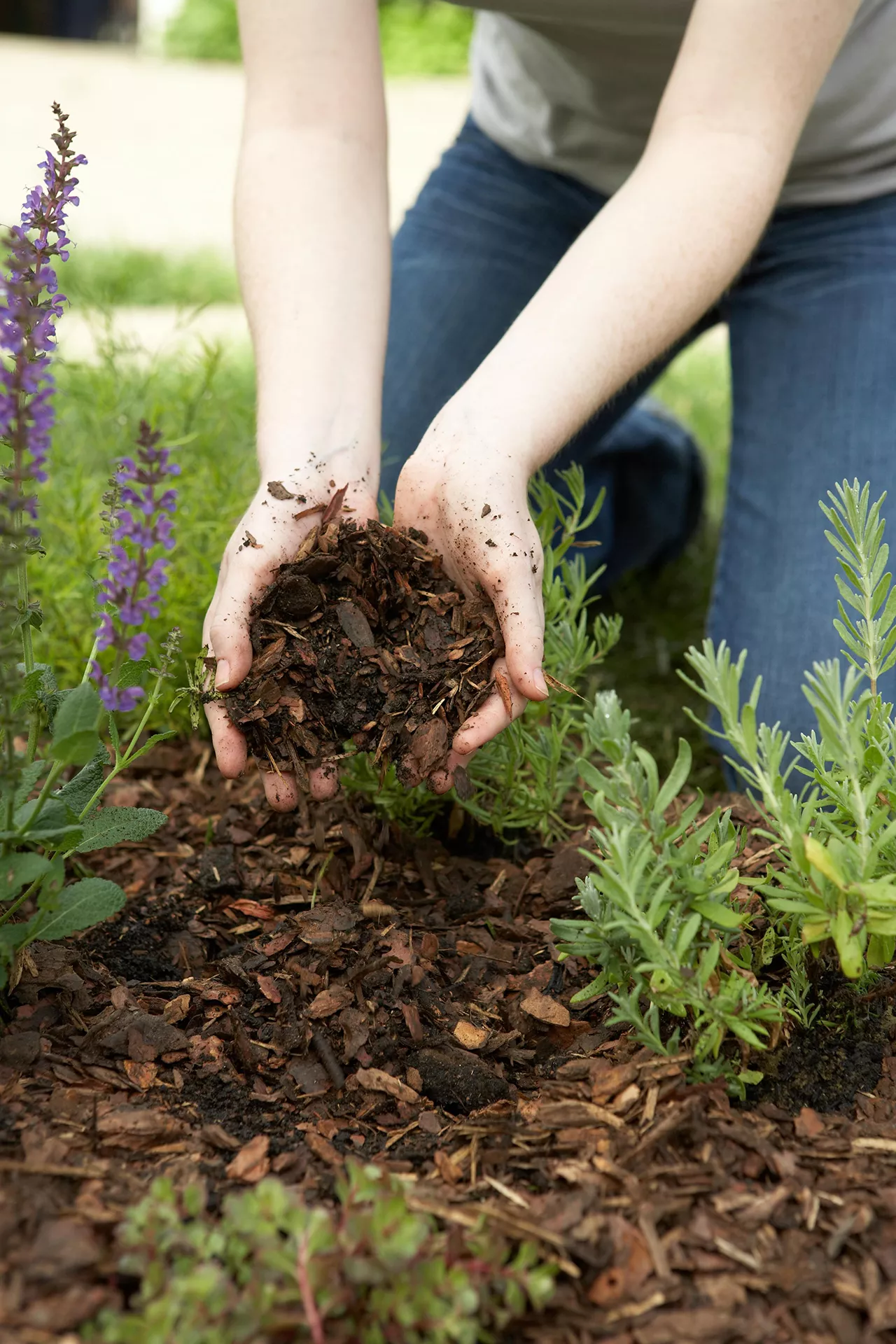 gardener placing mulch on ground of perennial flower garden