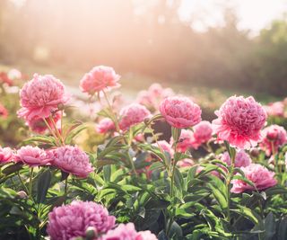 Pink peony flowers in the sunshine