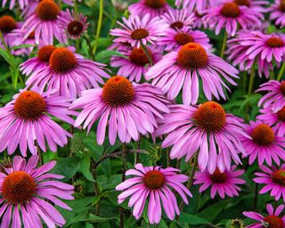 Purple coneflowers – or echinacea