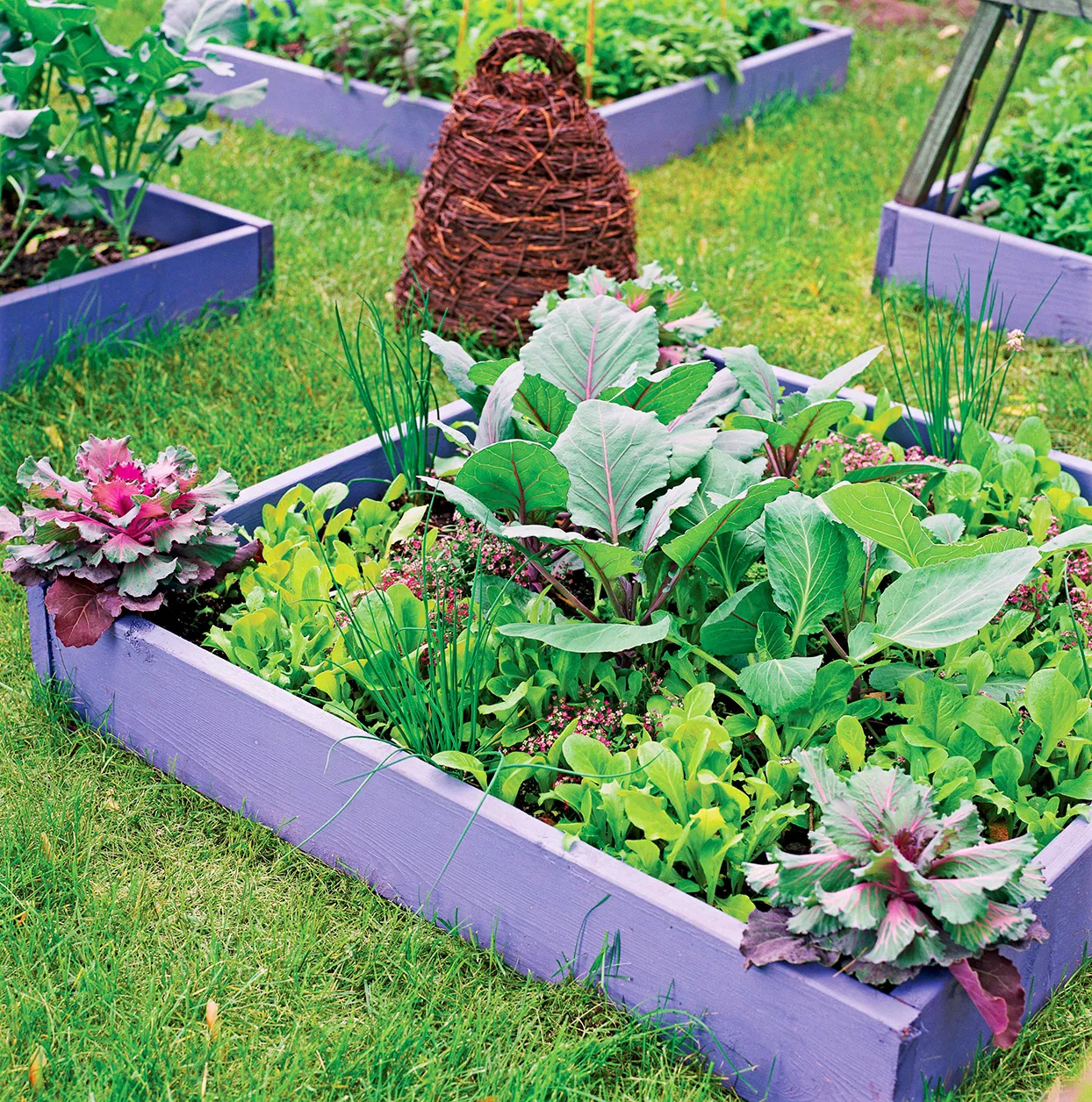 raised bed vegetable garden