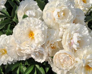 White, blousy peony flowers