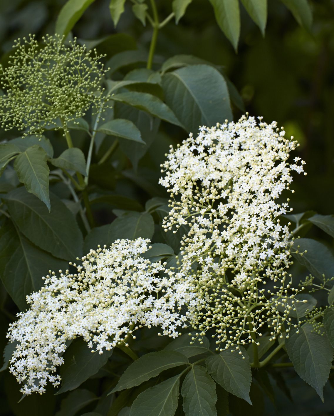 types of flowers elderberry shrub