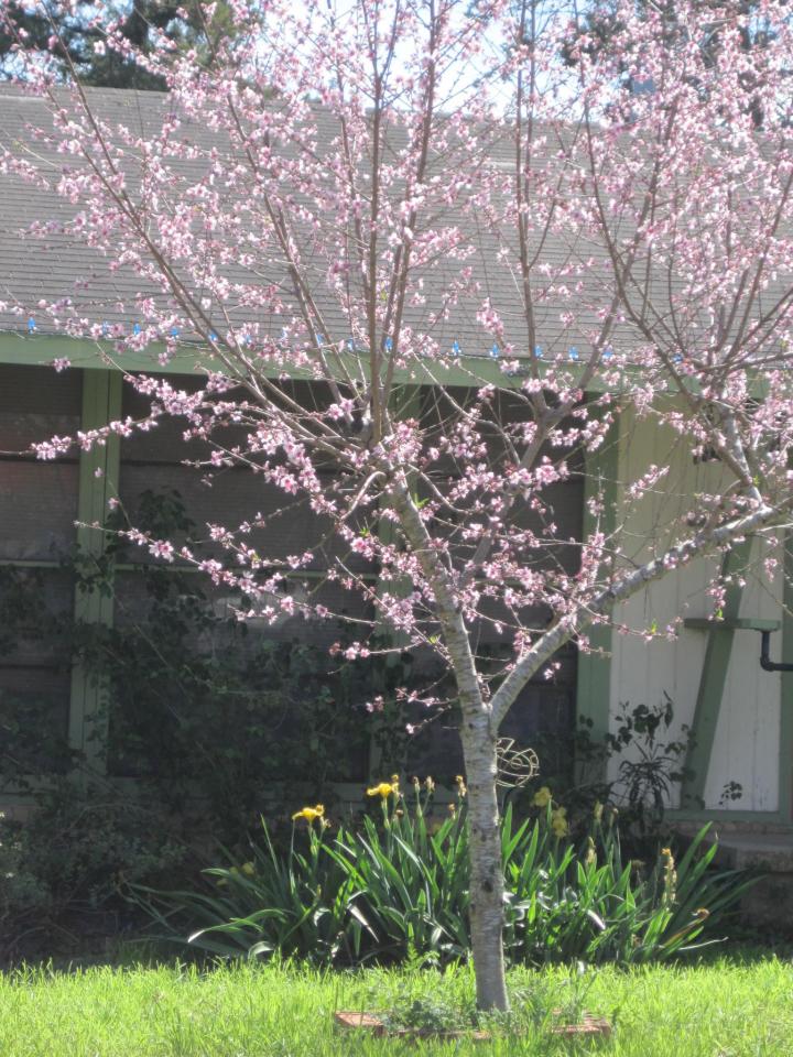 redbud_002_full_width.jpg