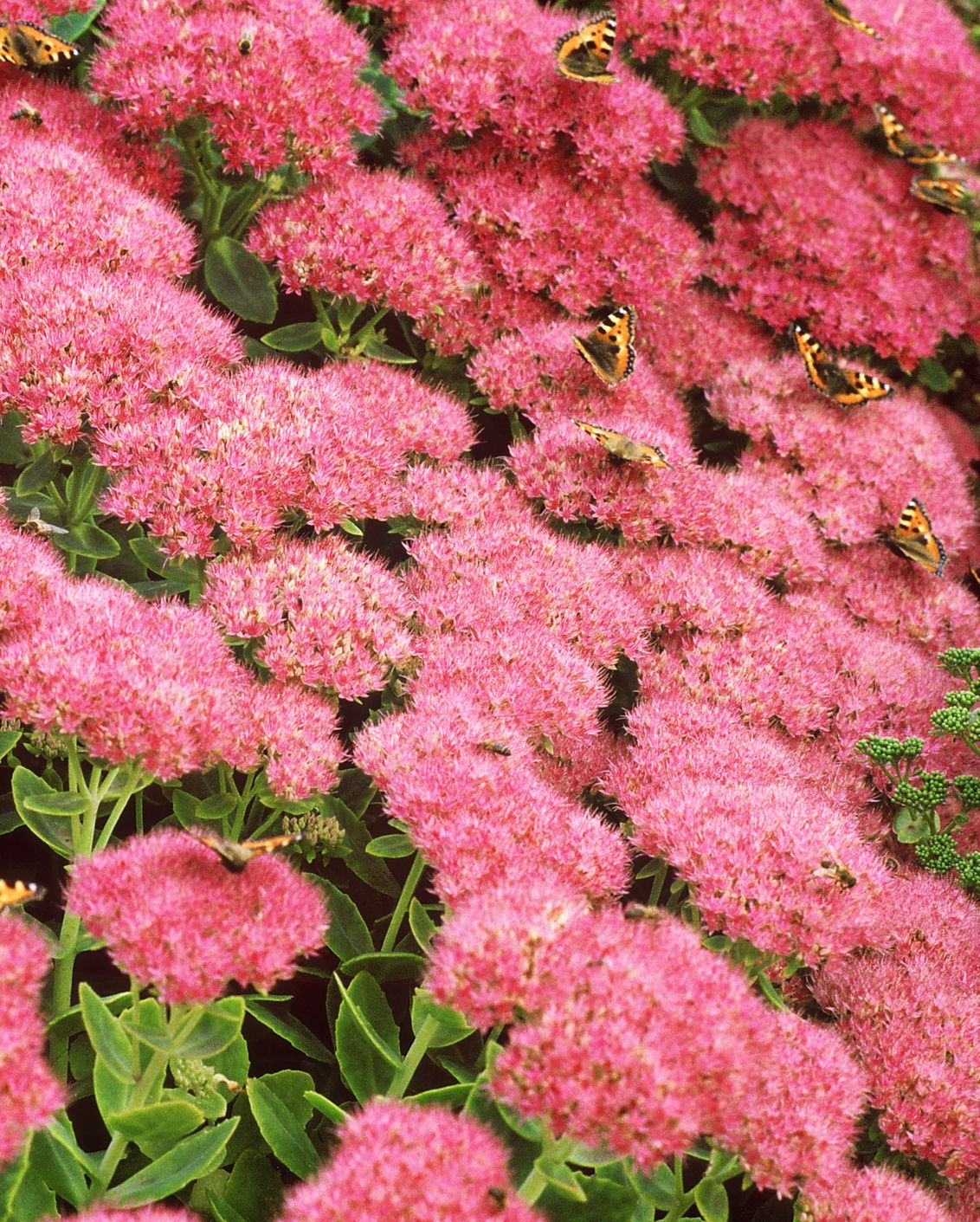 types of flowers autumn sedum