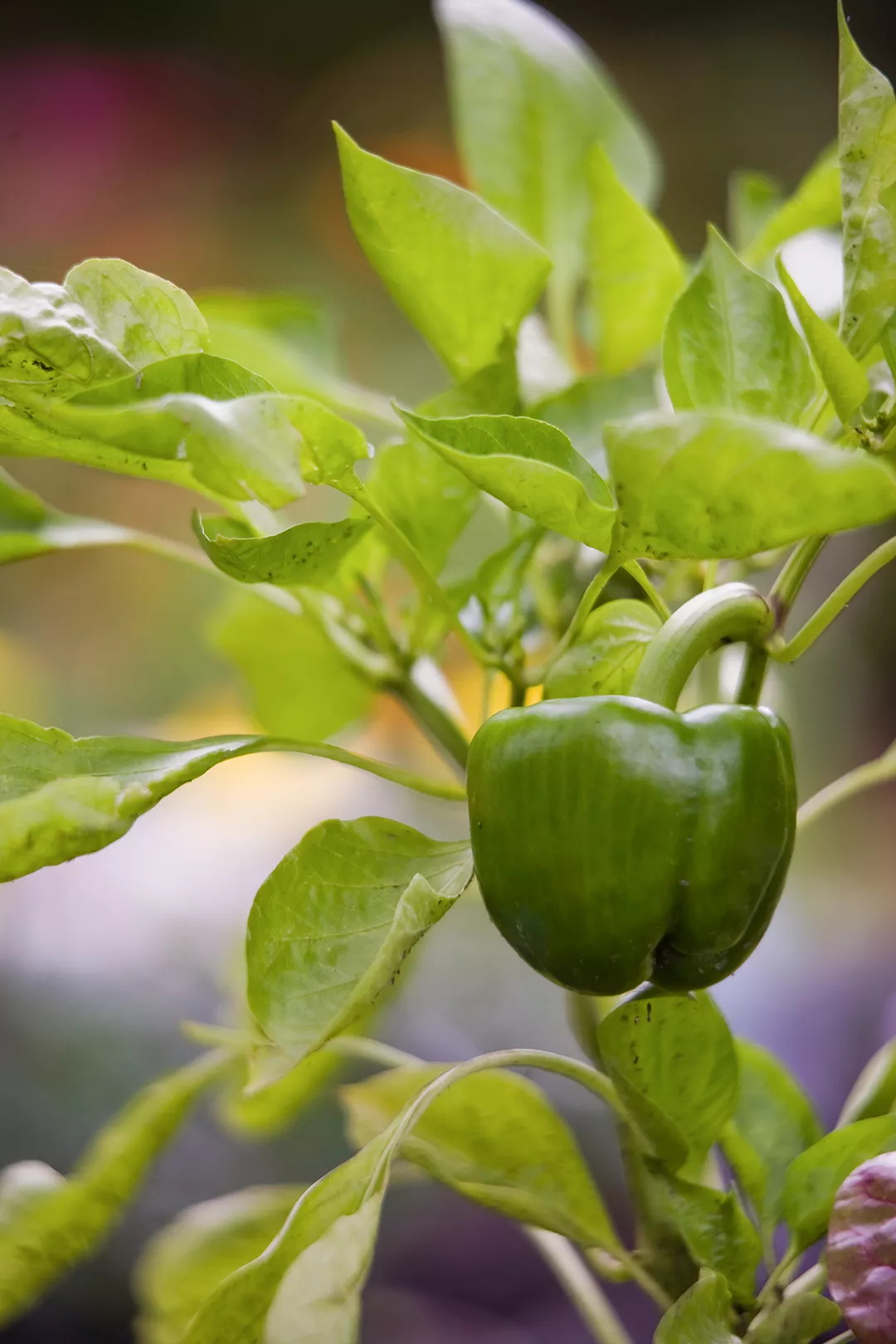 single small green pepper garden plant