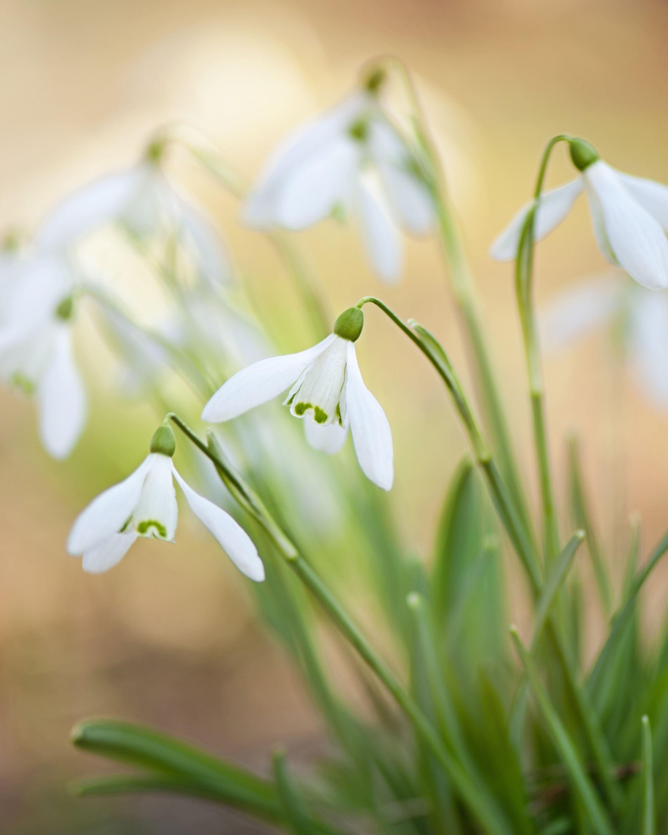 types of flowers snowdrop