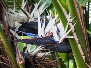 Strelizia Nicolai, White Bird Of Paradise
Shutterstock.com
New York, NY