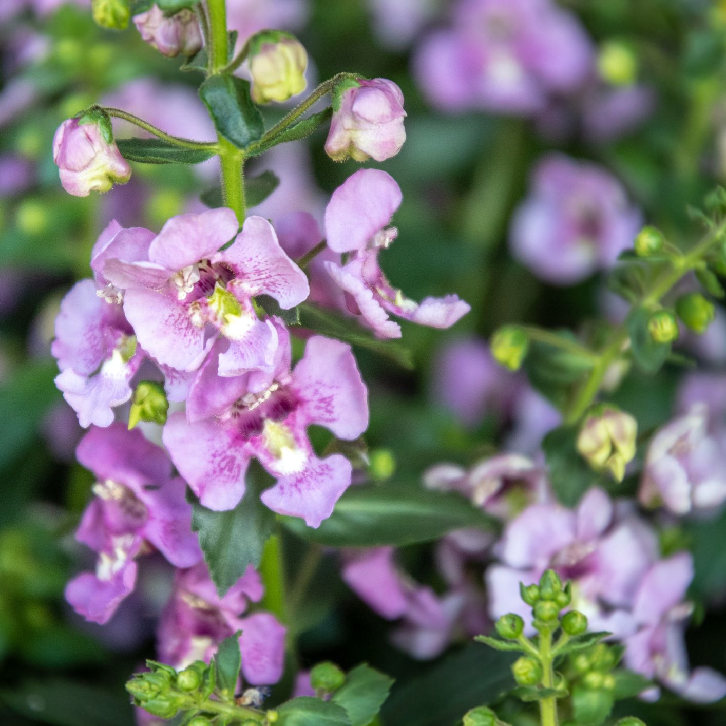 summer flowers angelonia alonia or pink flirt flower outdoors