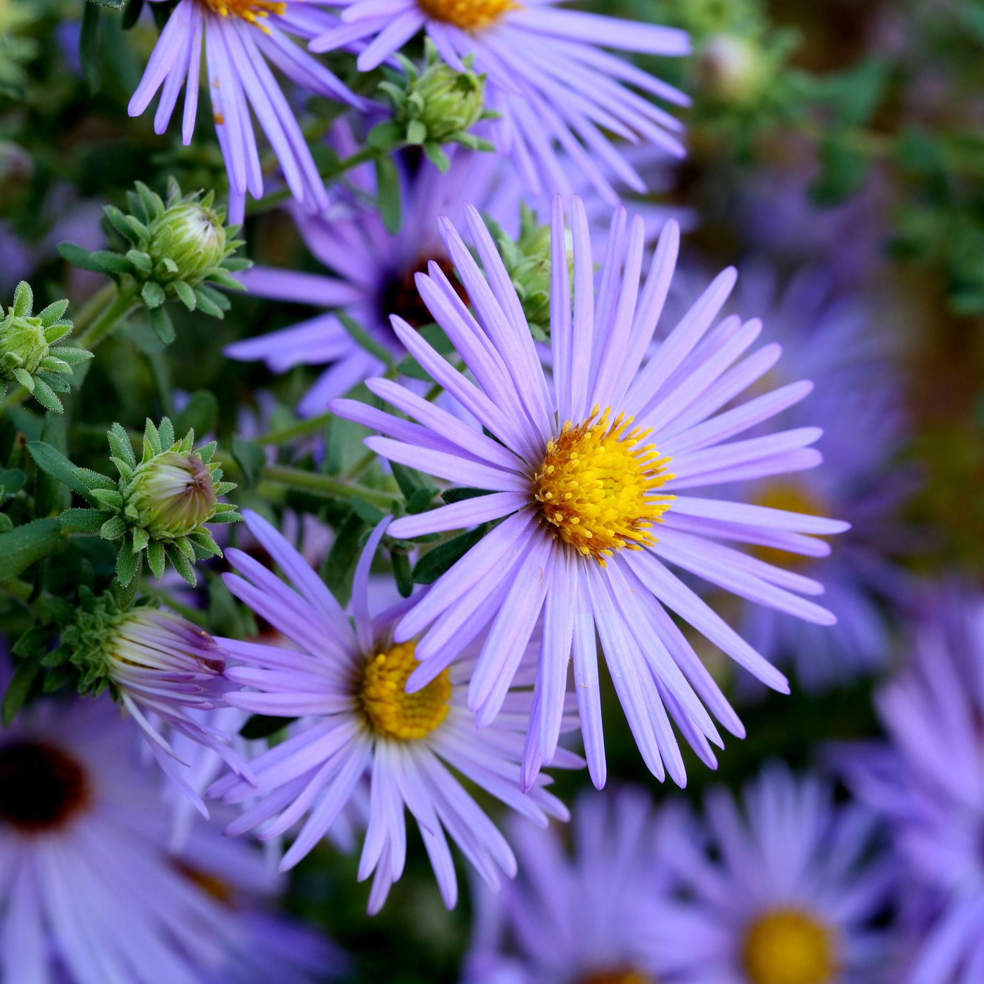 summer flowers, a close up of hardy blue aster flowers