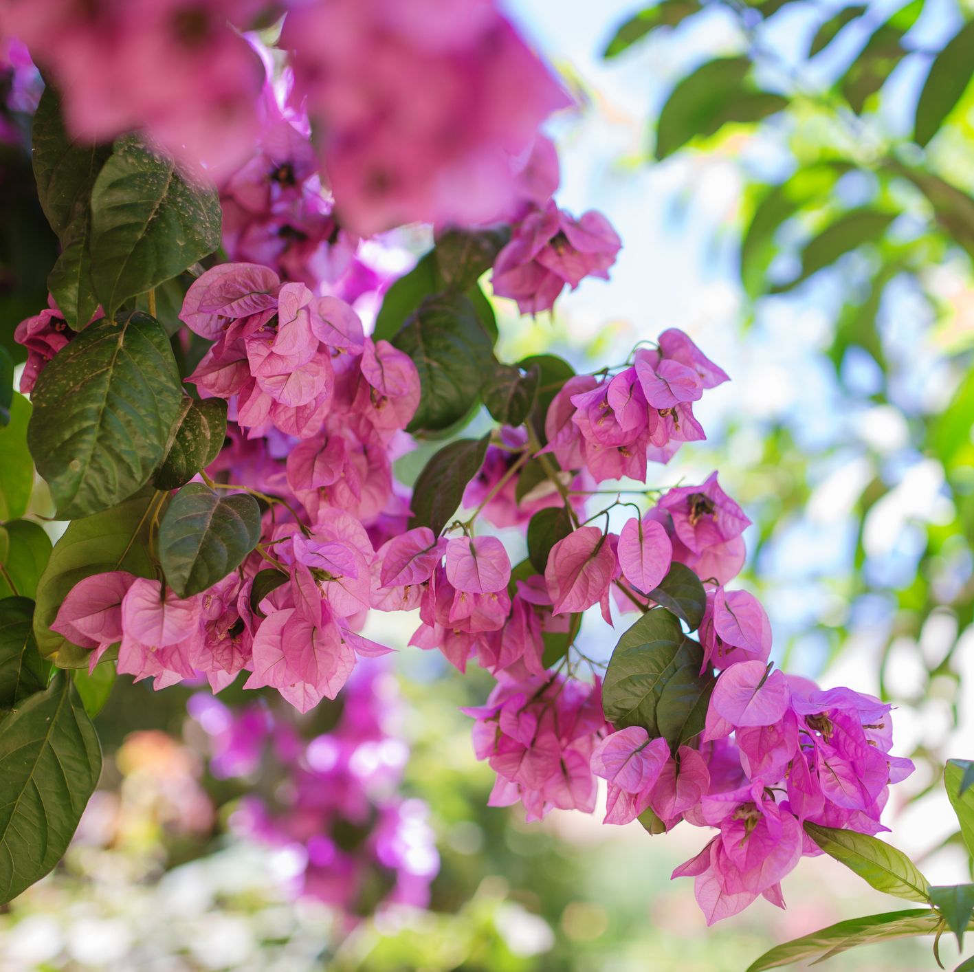 summer flowers, purple blooming bougainvillea outdoors