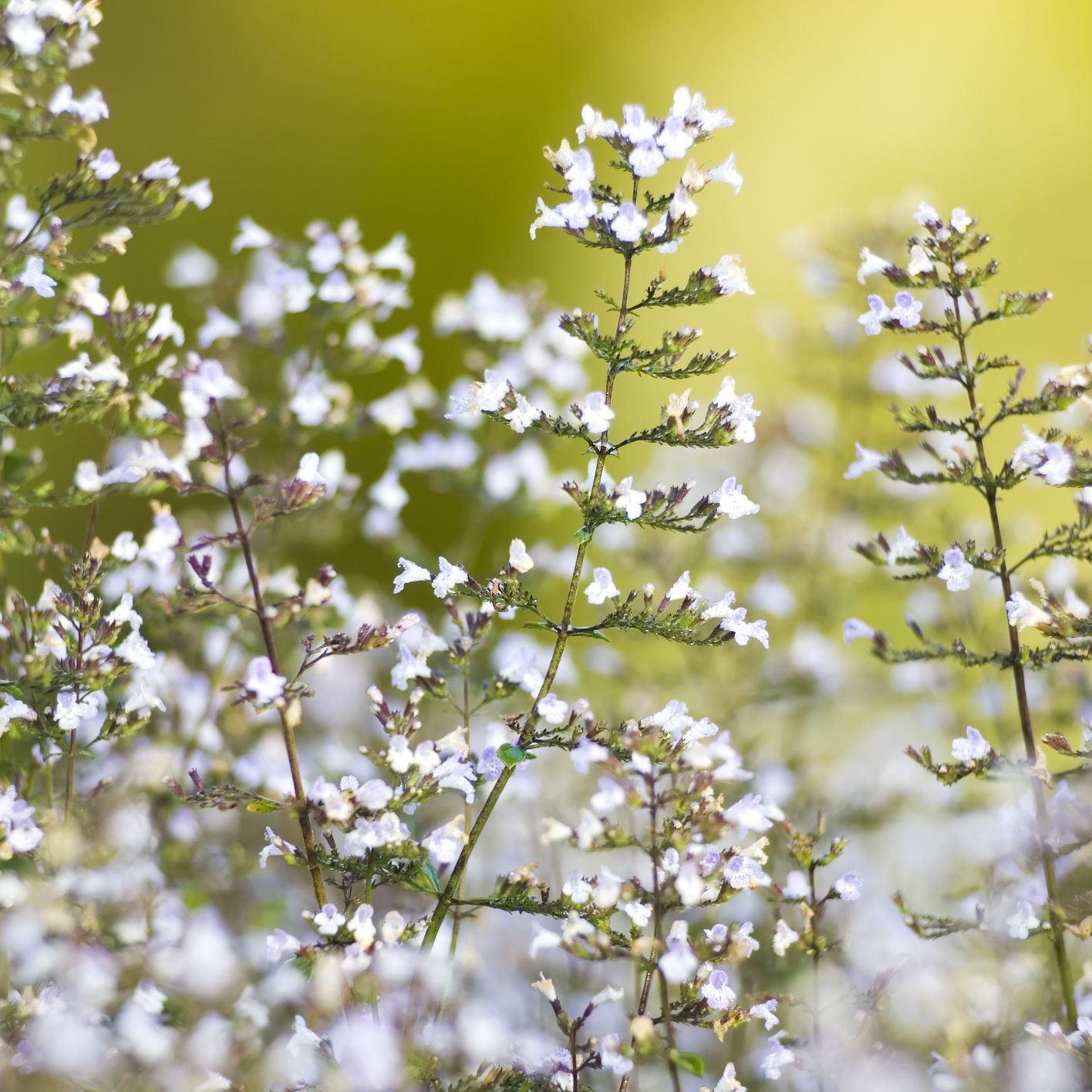 a close up of calamint