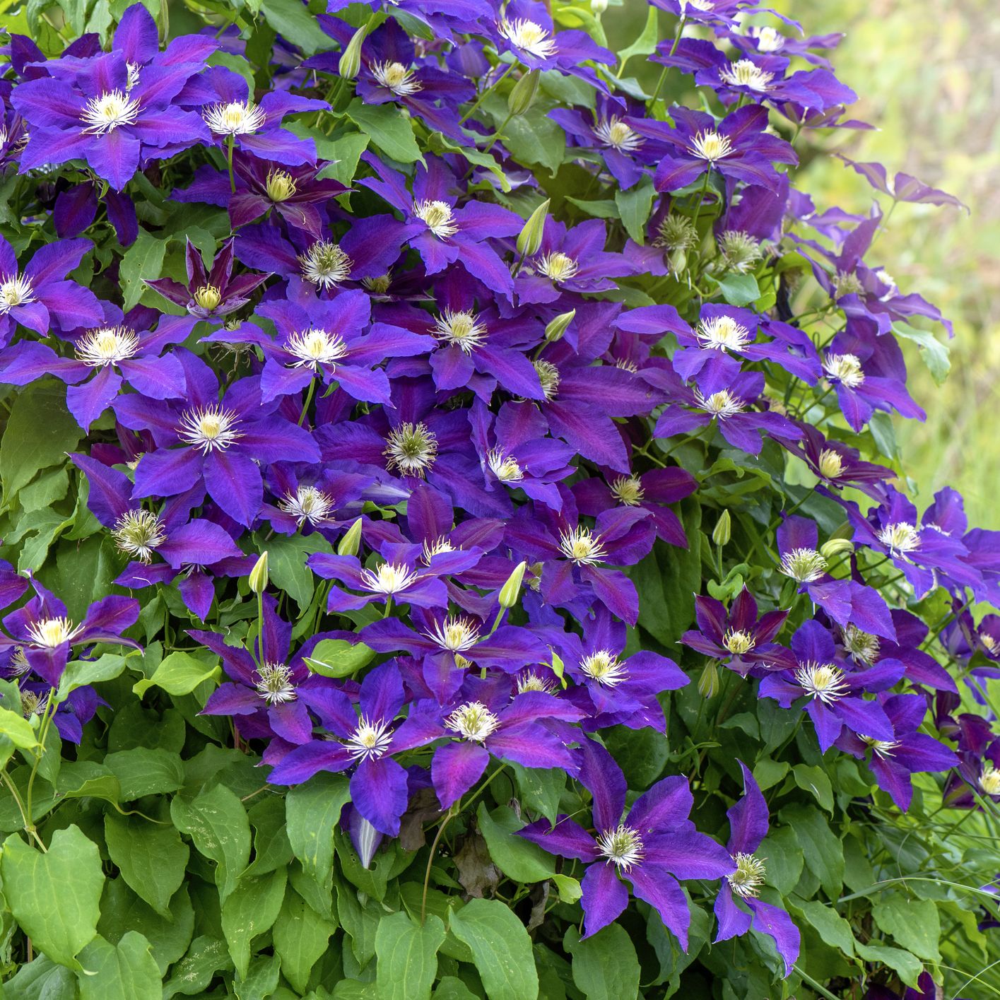 summer flowers clematis flowers outdoors