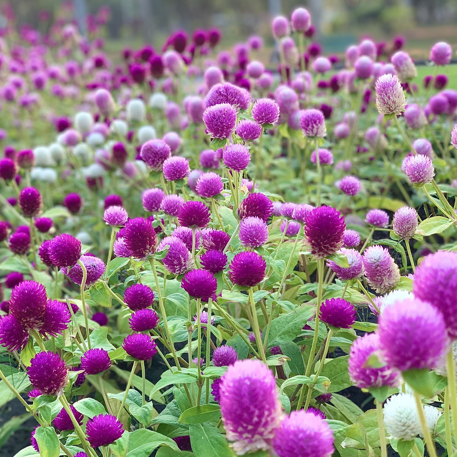 pink magenta globe amaranth