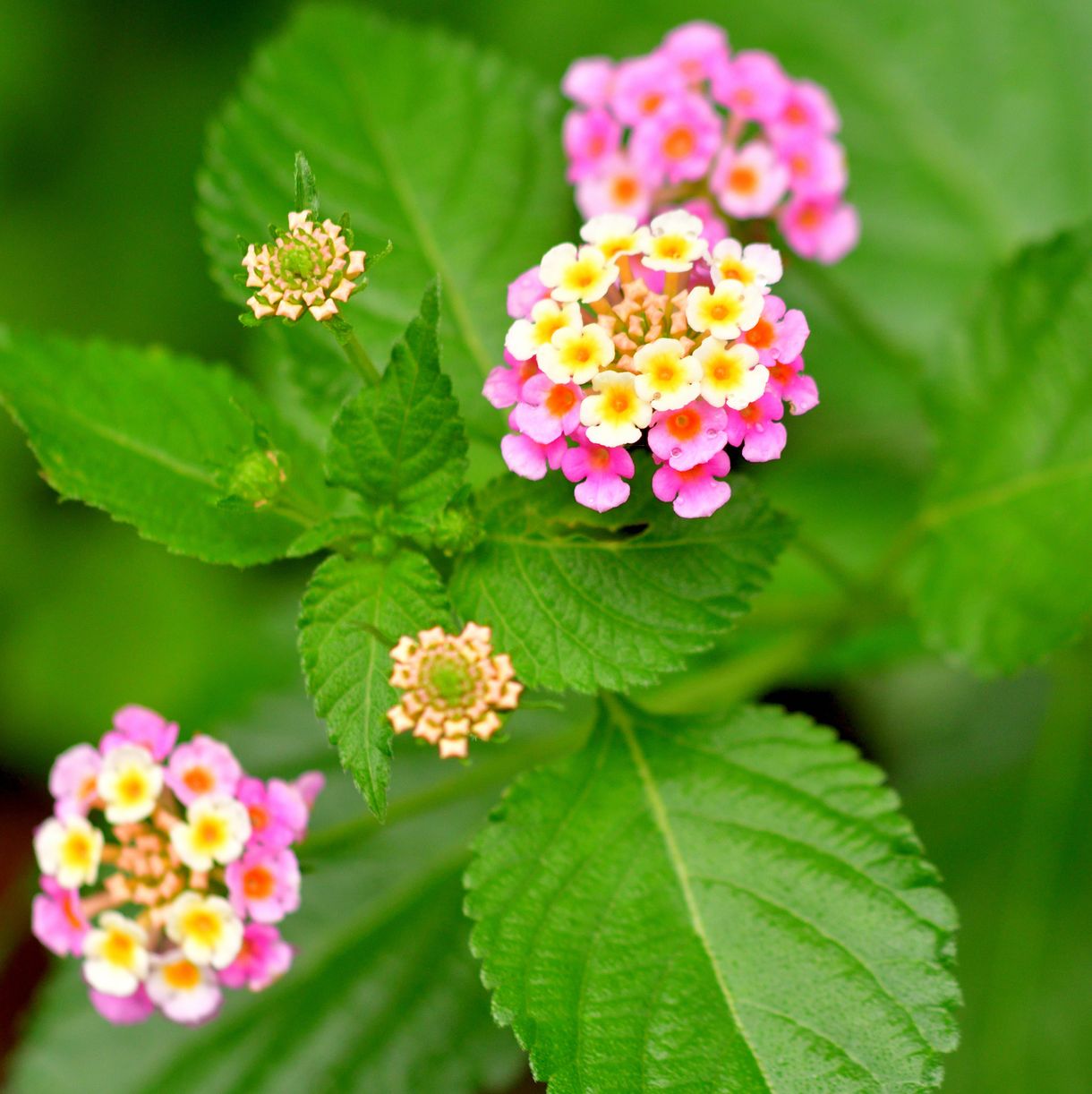 lantana flowers in garden