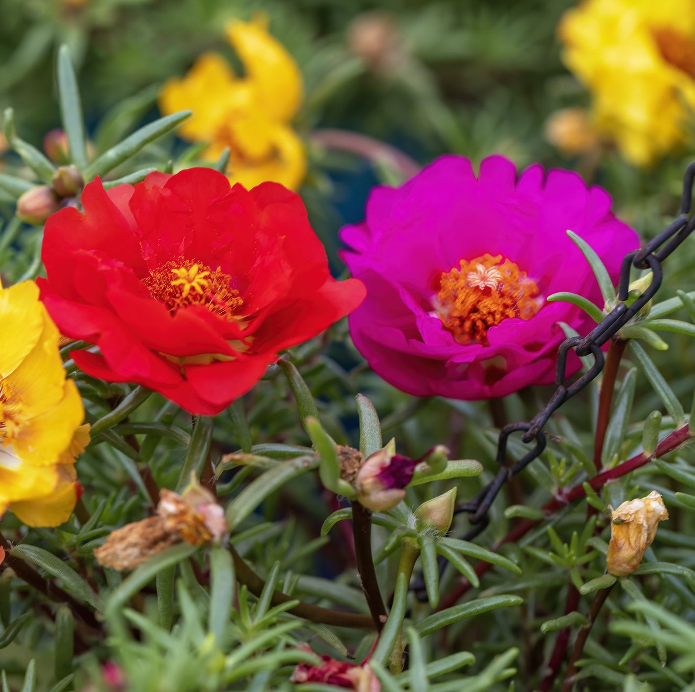 a group of colorful portulaca flowers