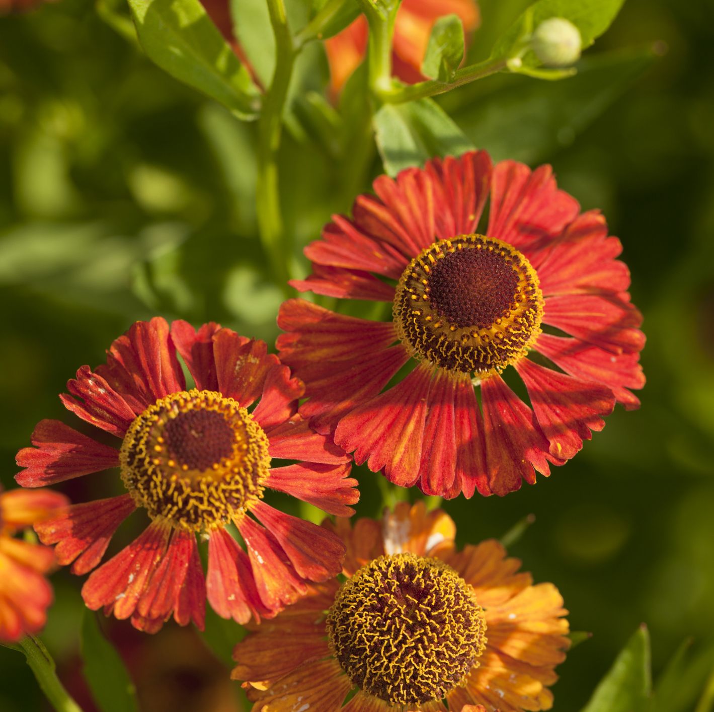 helenium autumnale, sneezeweed flowers