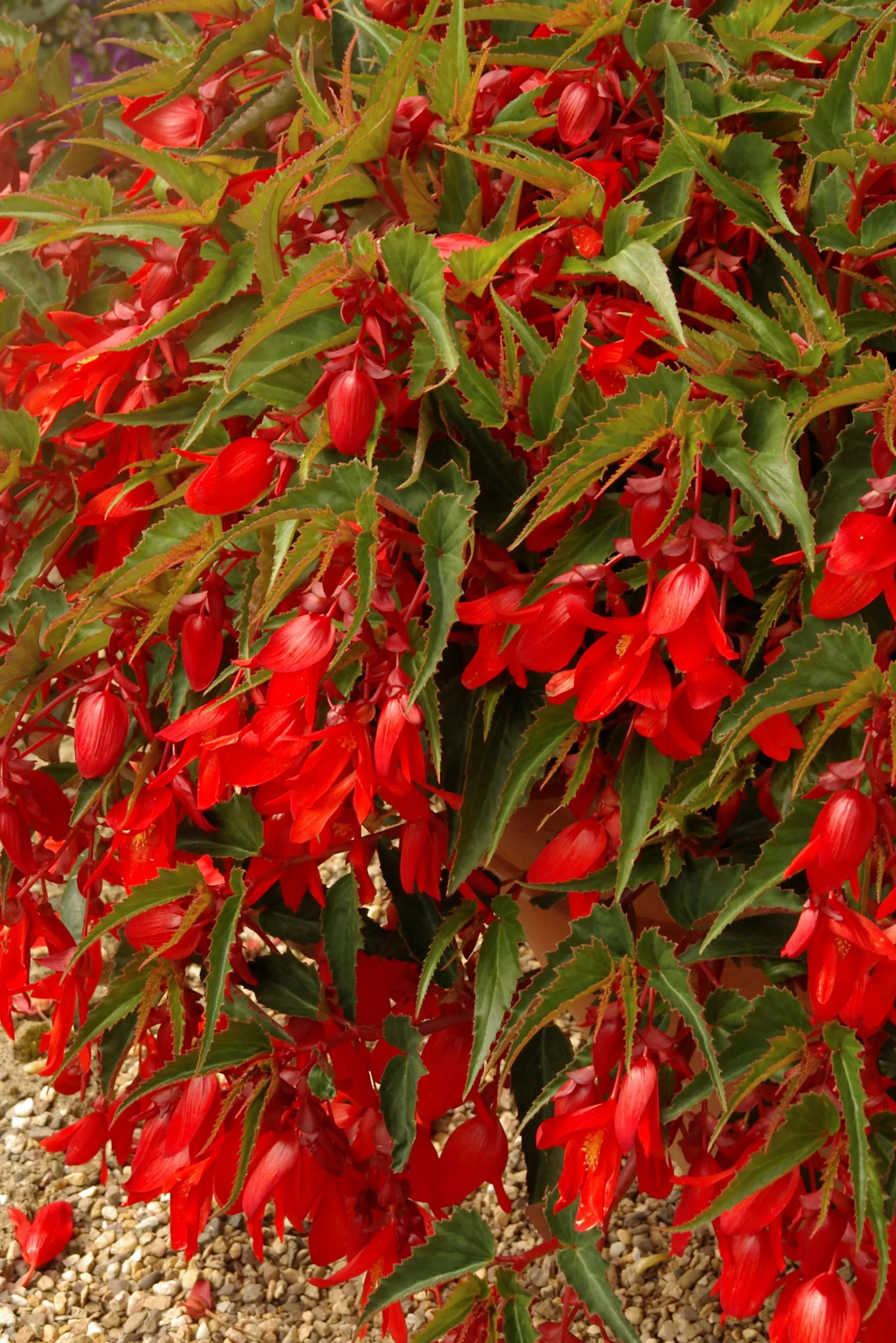 summerwings deep red begonia flowers and leaves