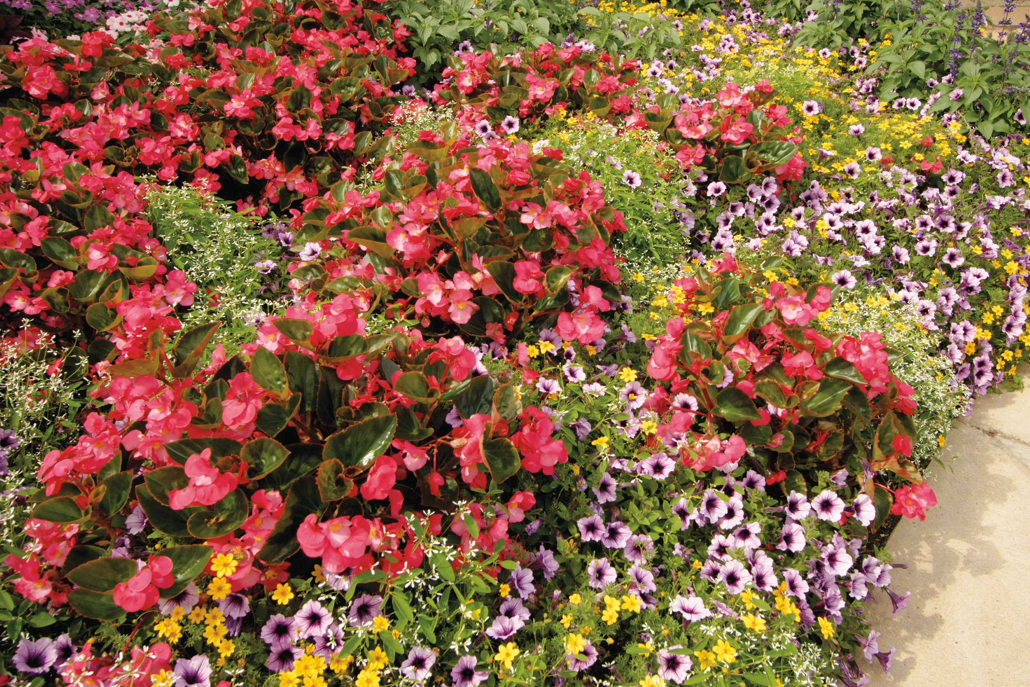 surefire begonias in garden bed with other flowers