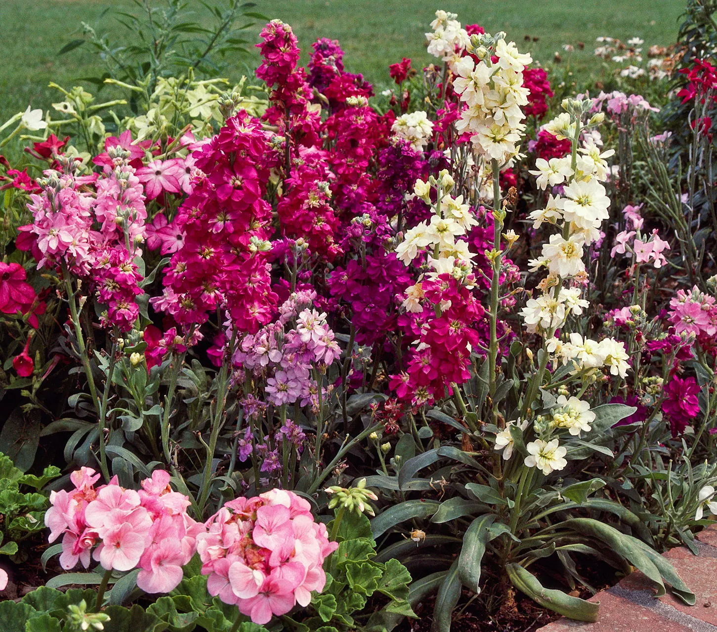 tall columns of multicolored stock flowers