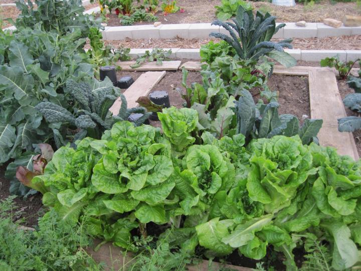 texas_community_garden_008_full_width.jpg