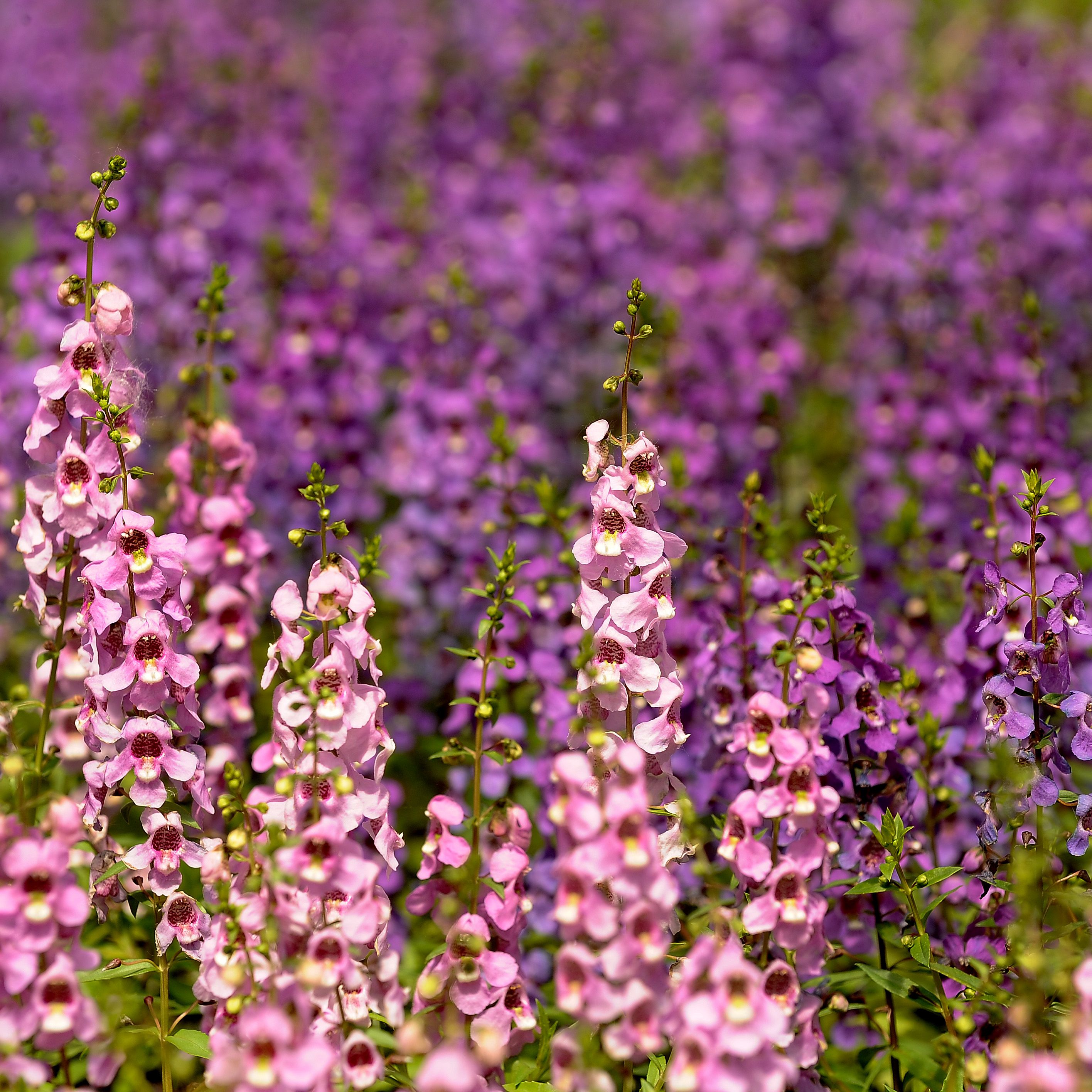 these are angelonia serena lavender being grown in the greenhouse