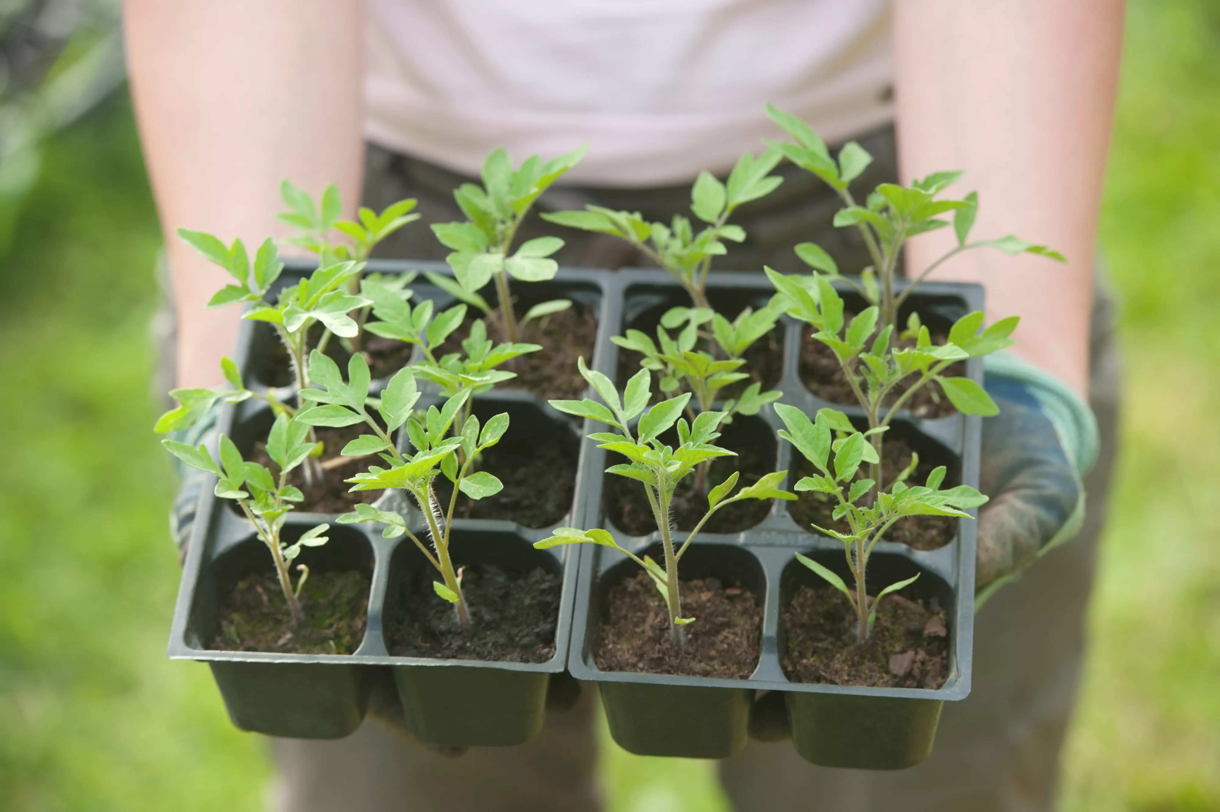 tomato seedlings in cell packs read for hardening off