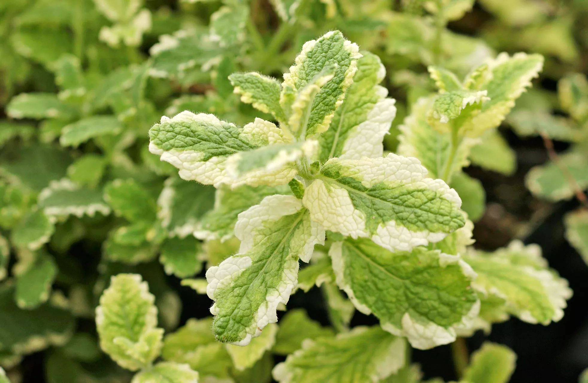 Variegated Pineapple Mint