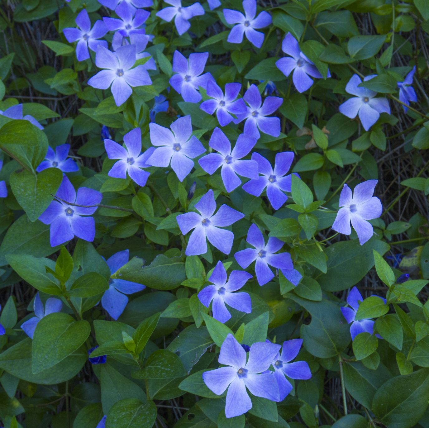 greater periwinkle vinca major blooms