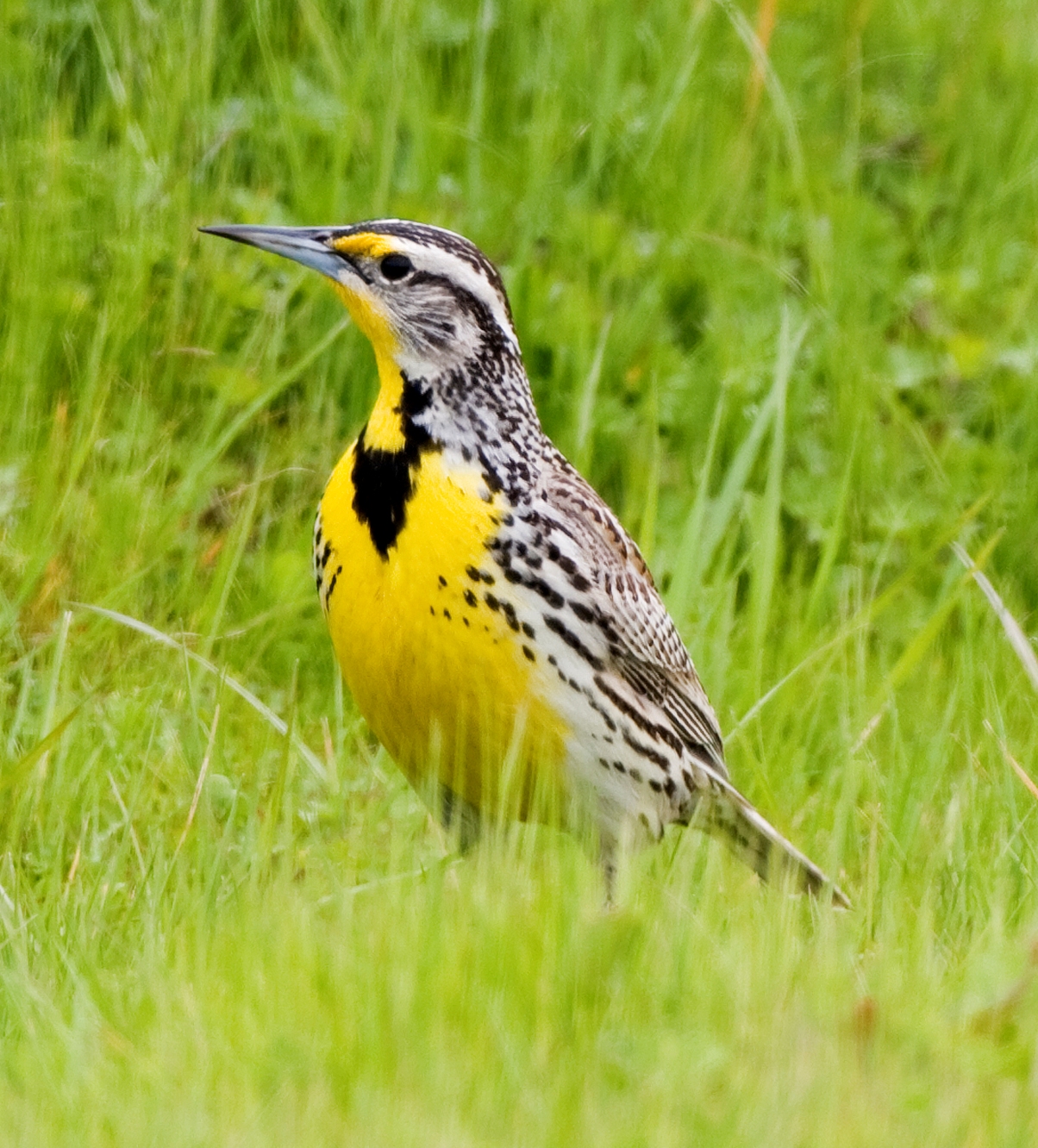 What is the State Bird of Nebraska?