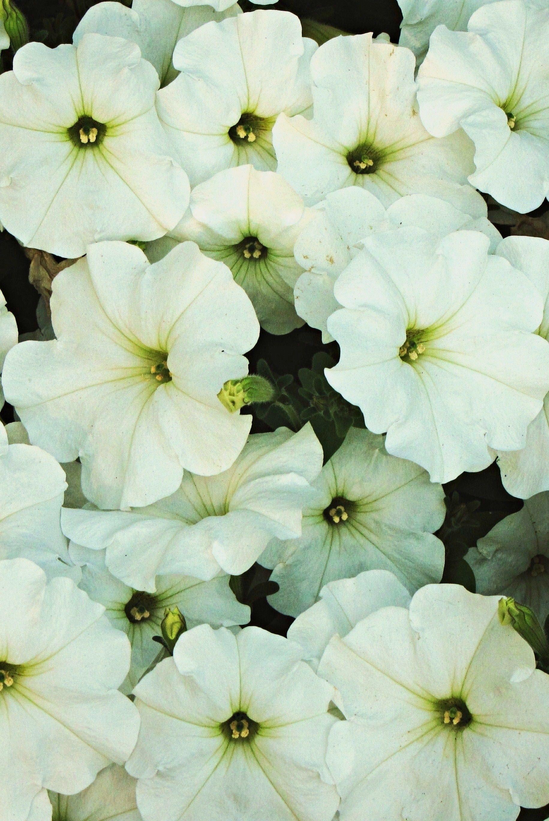 White petunias