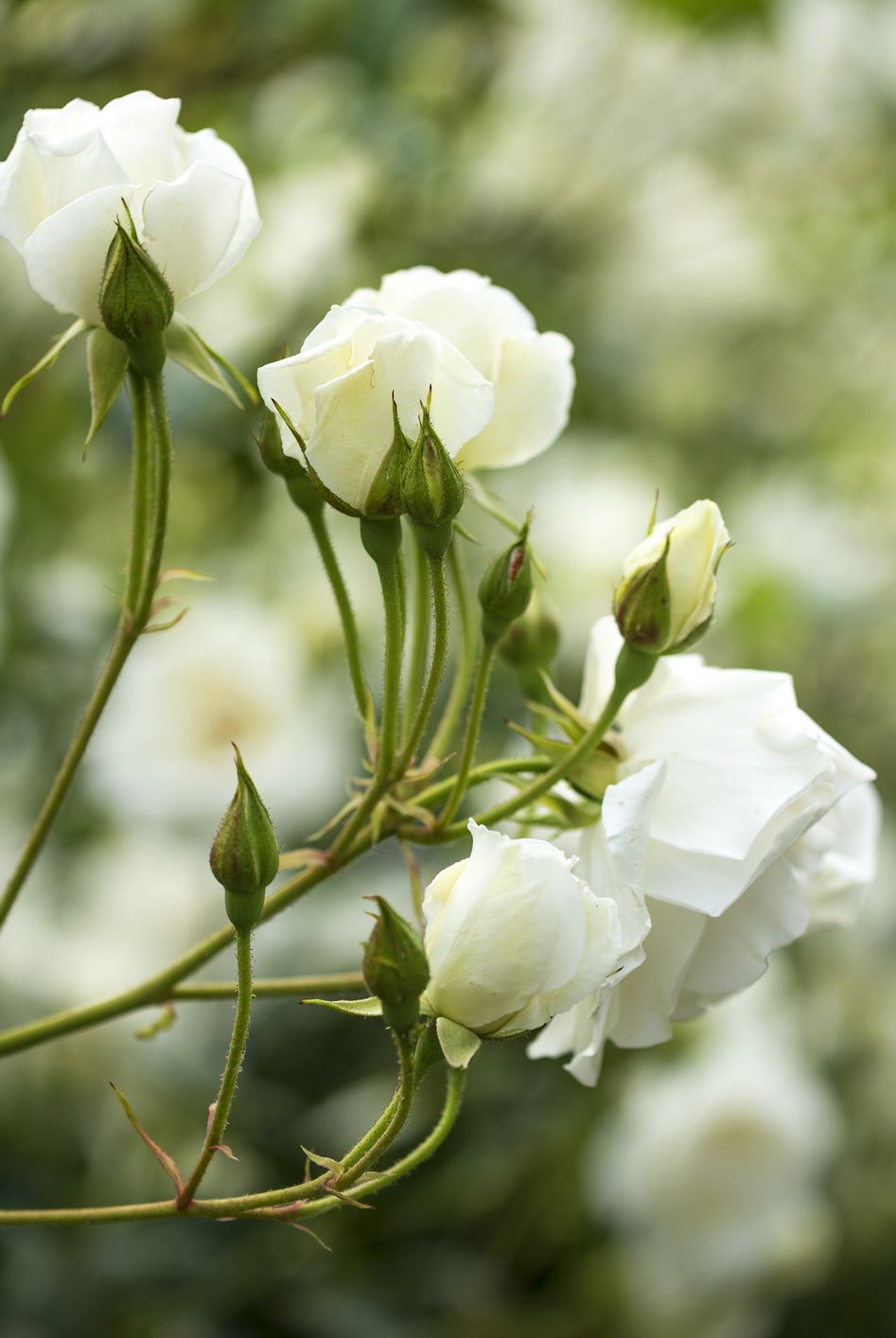 White roses bush close up