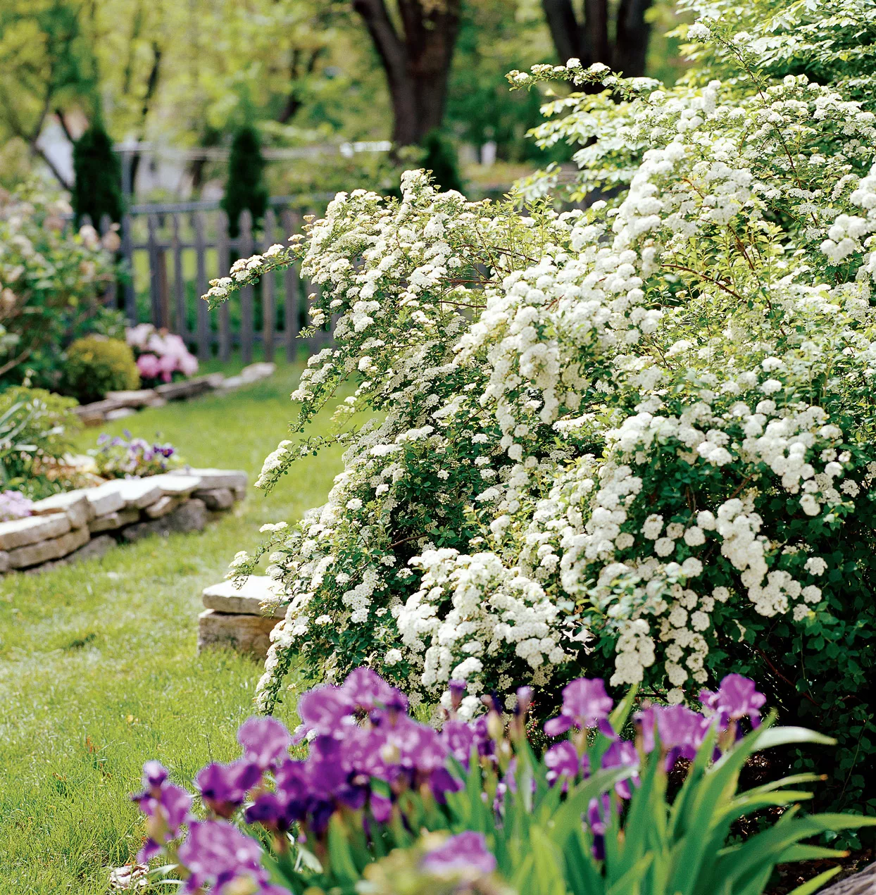 white Spirea