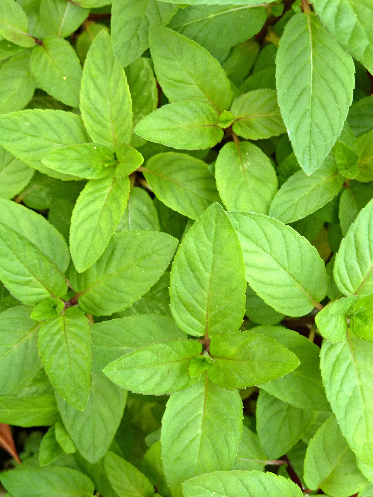 Wild Mint