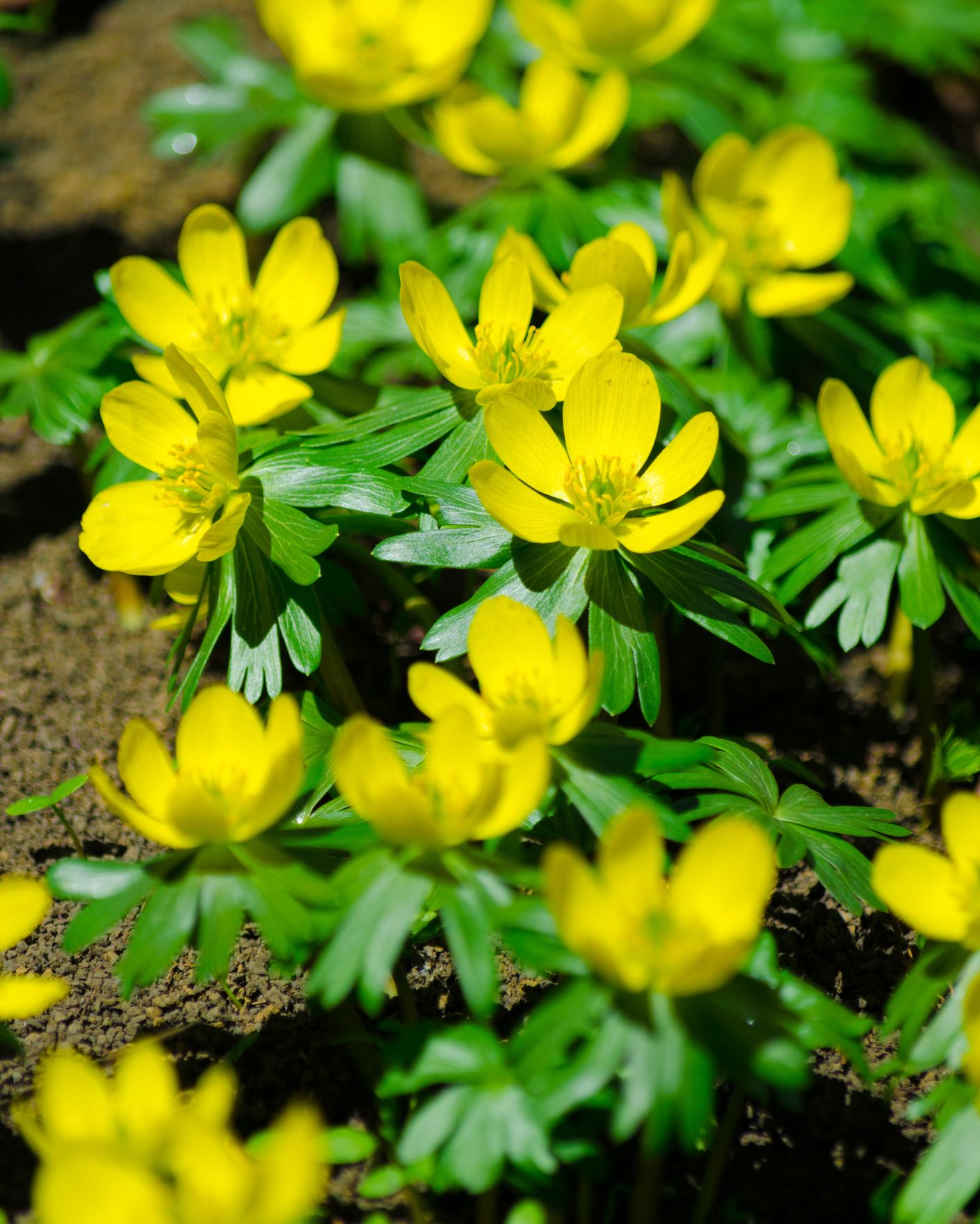 types of flowers winter aconite