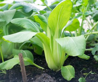 Bok choi growing with brassicas on the vegetable plot