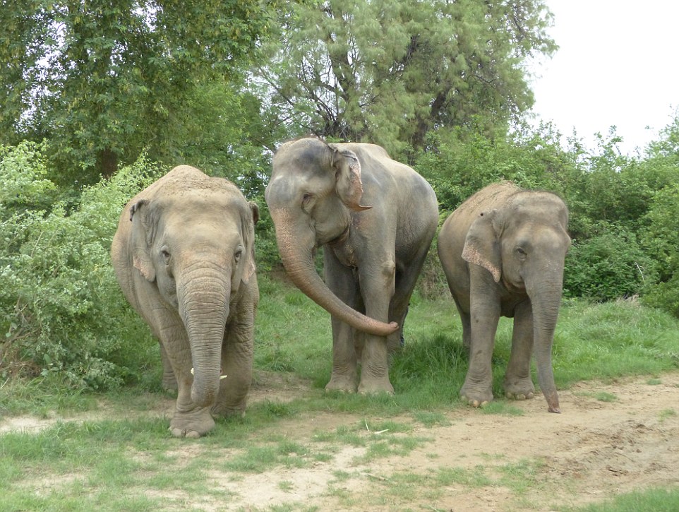 Happy chappy: Raju, centre, was introduced to his new friends at a conservation centre in India