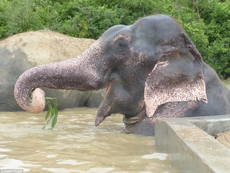 Enjoying himself: Raju smiles widely as he relaxes in the pool next to his new family - called the Herd of Hope