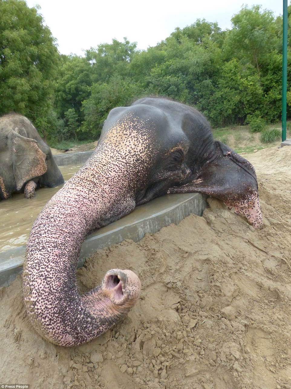 Taking it easy: Raju was poached as a calf - and endured an awful life as a tourist attraction - but can now relax