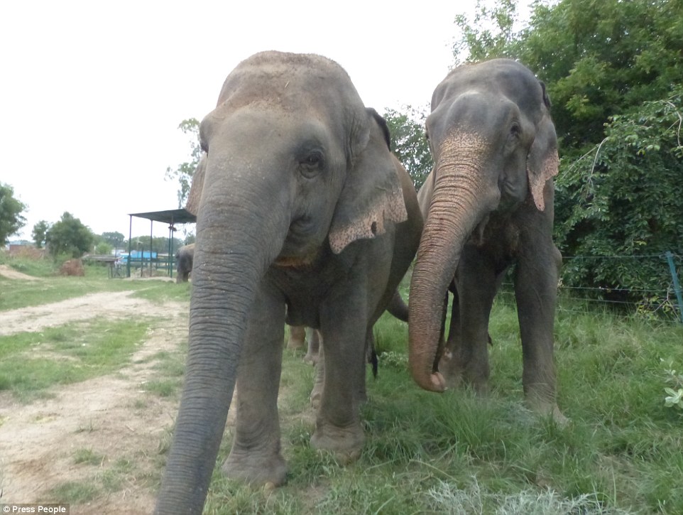 '27 owners': Raju, right, was passed from owner to owne in captivity, and eventually was found in spiked chains