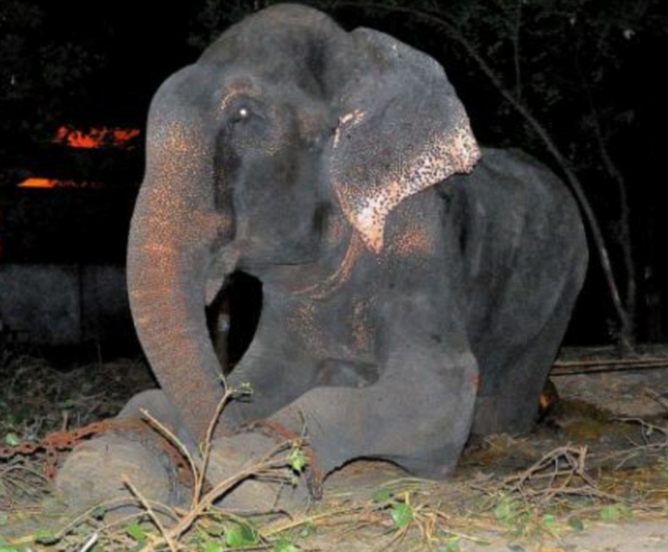 Tearful: Raju, pictured above moments before he was freed from captivity, can be seen with 'tears' streaming down his face